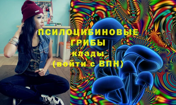 гашик Алексин